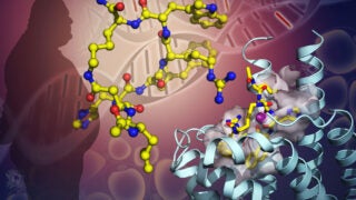 A discovery by Ray Stevens of the Bridge Institute at the USC MIchelson Center for Convergent Bioscience may lead to new or better treatments for patients with obesity. They've configured a key cell receptor that is the likely target for new therapies