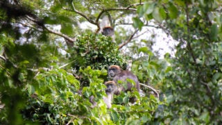 Laura Loyola has contributed to action plan to help save the Tana River red colobus, Africa’s most endangered primate. (Photo/Courtesy of Laura Loyola)