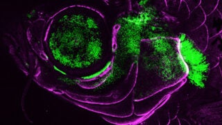 An adult zebrafish showing showing Pou3f3 gene activity (green) in the gill cover, jaw support skeleton and eye, along with bone-forming cells (magenta). (Image/Peter Fabian)
