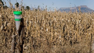 La Nina years are marked by less precipitation and warm temperatures.