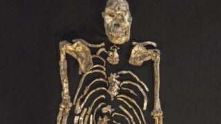 Analysis of famous fossil helps unlock when humans and apes diverged