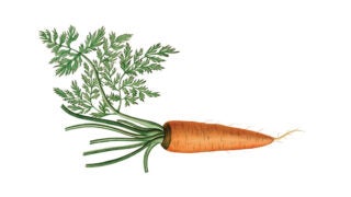A carrot