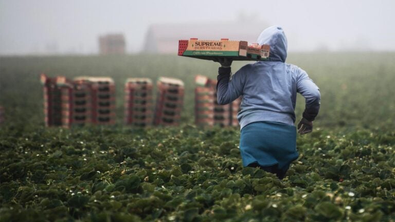 agricultural worker