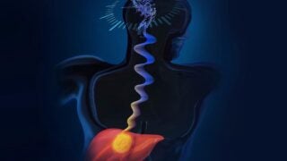 Graphic of liver being connected to the brain