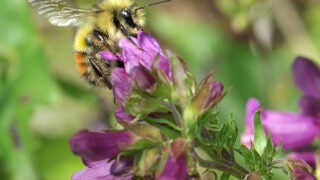 bee picking up pollen from flower