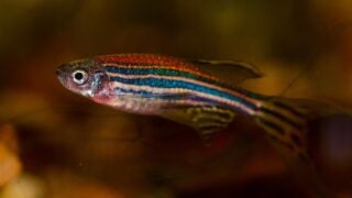 Zebrafish