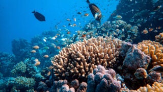 coral reefs