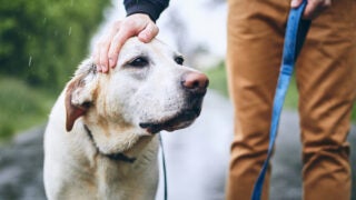 dog walking in the rain