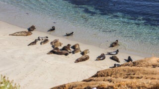 sea lions on the beach