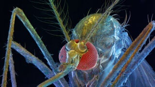 Macro shot of a mosquito.