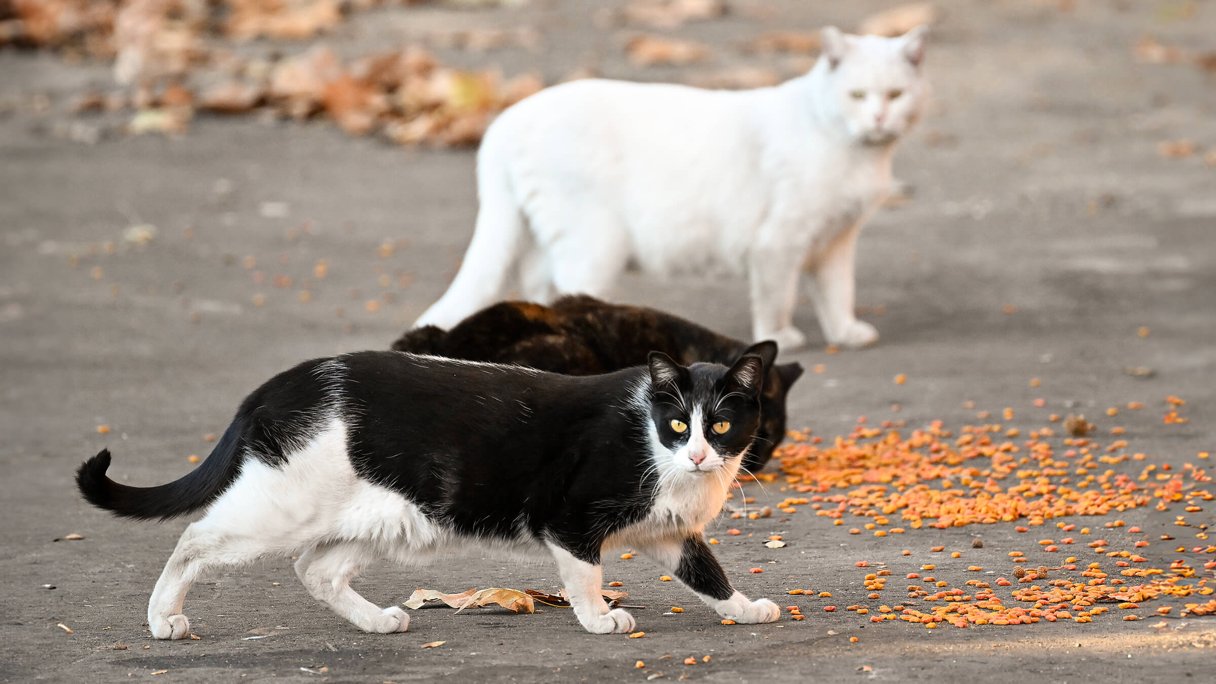Three cats approach kibble scattered on the grounds of the Los Angeles Memorial Coliseum.