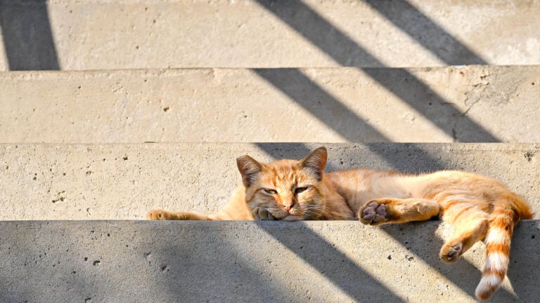 An orange tabby cat laying out in the sun on the steps of the Los Angeles Memorial Coliseum.