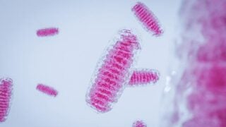 Mitochondria seen through a microscope