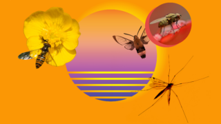 Illustration of a bee, a fly, and a mosquito