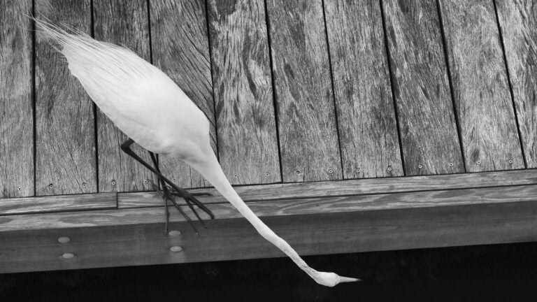 a black and white photo of a bird