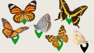 Butterflies