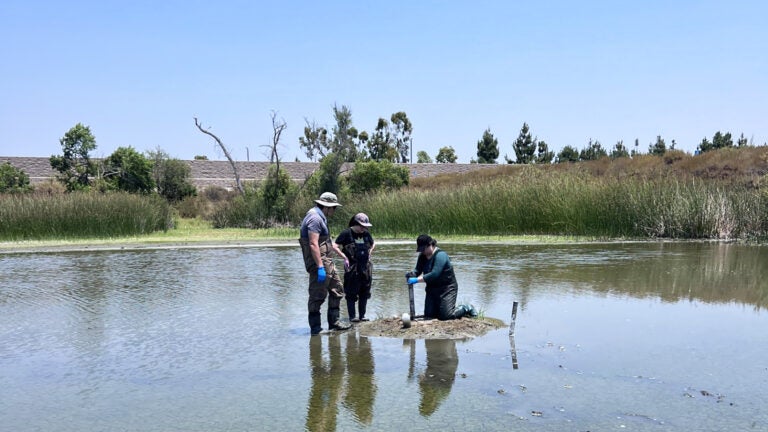 Blue carbon capture: fieldwork