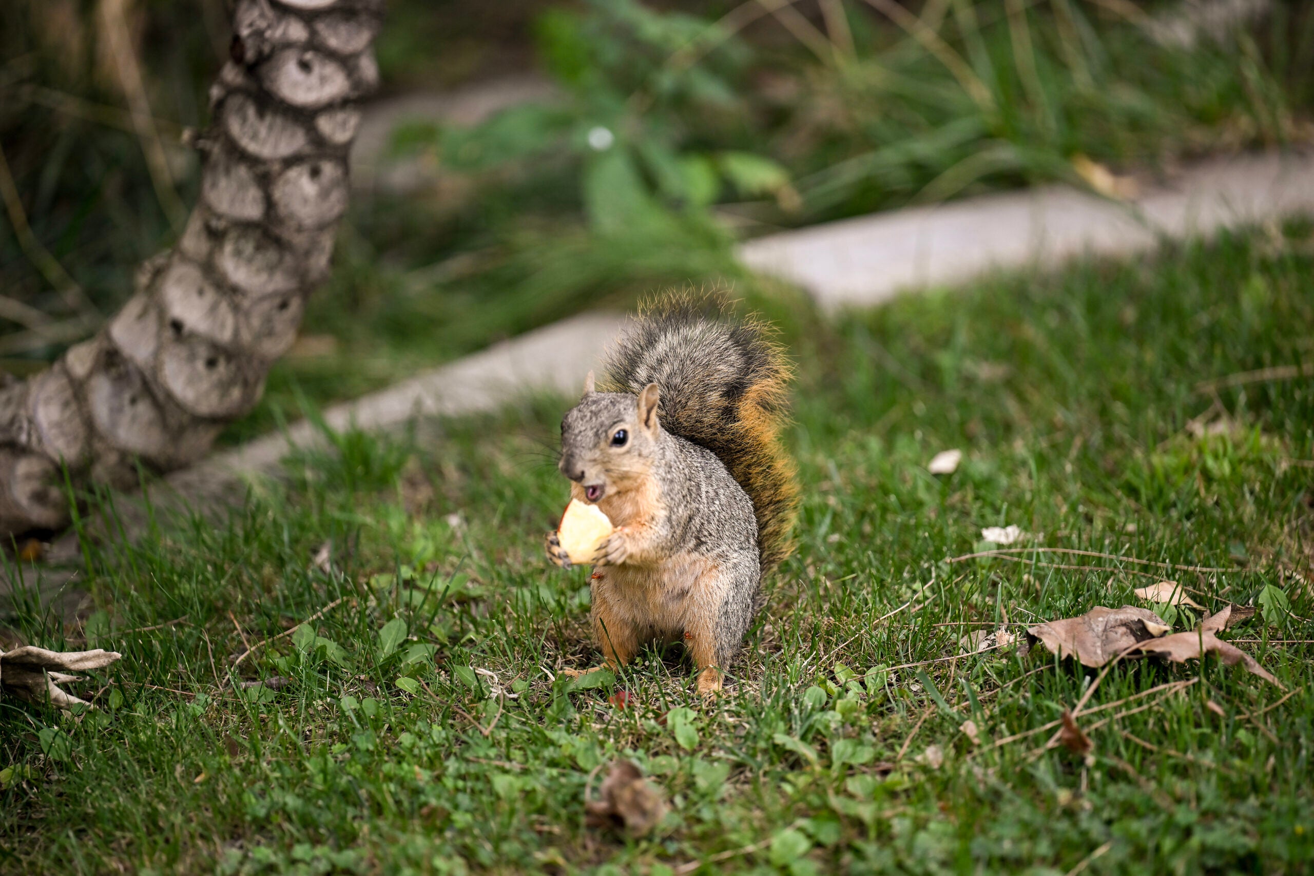 USC campus squirrel eating an apple