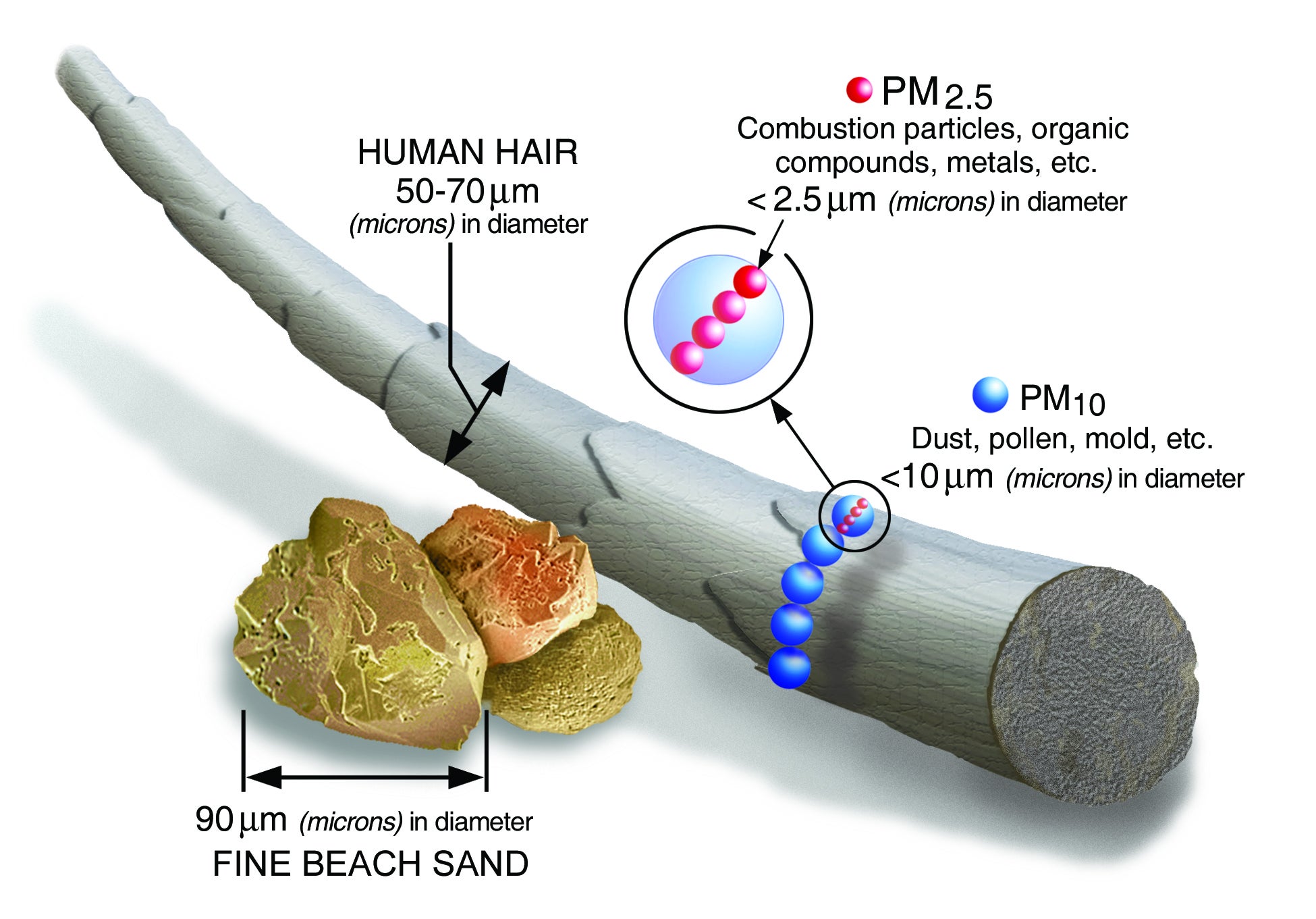 Particulate graphic