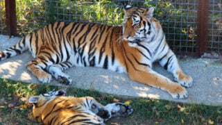 Bengal tiger next to a young tiger cub.