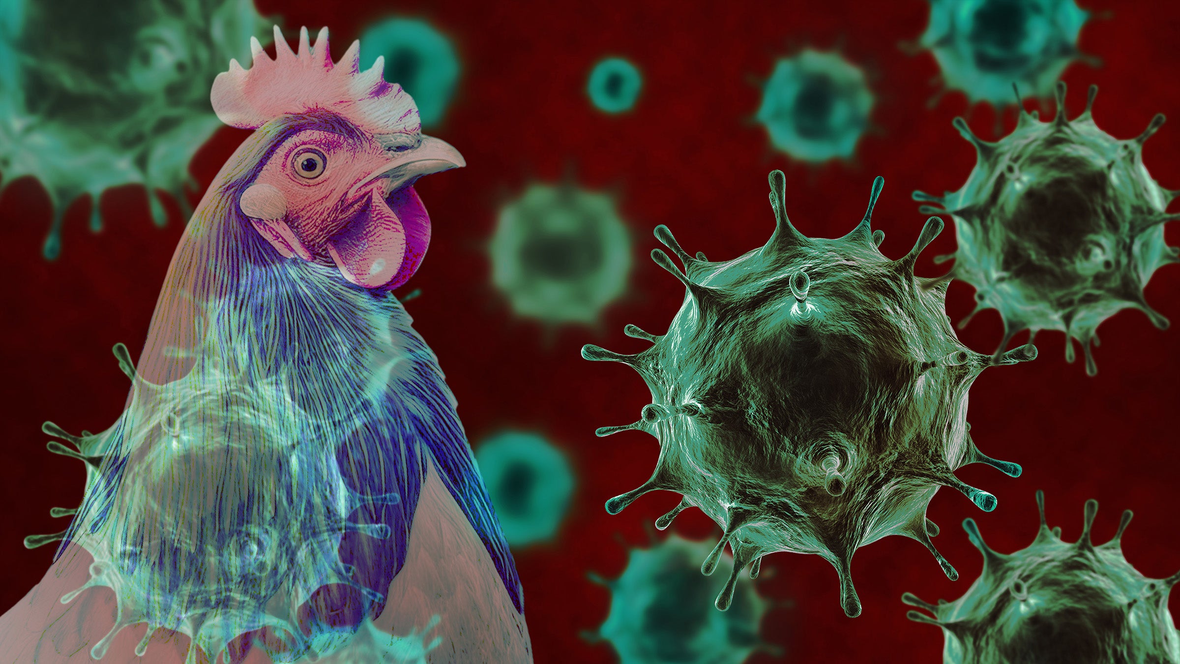 Bird Flu Is It Time To Worry Usc News Bird Flu Is It Time To Worry Usc News