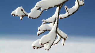 Branch with snow on it
