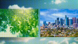 Photo illustration: urban trees