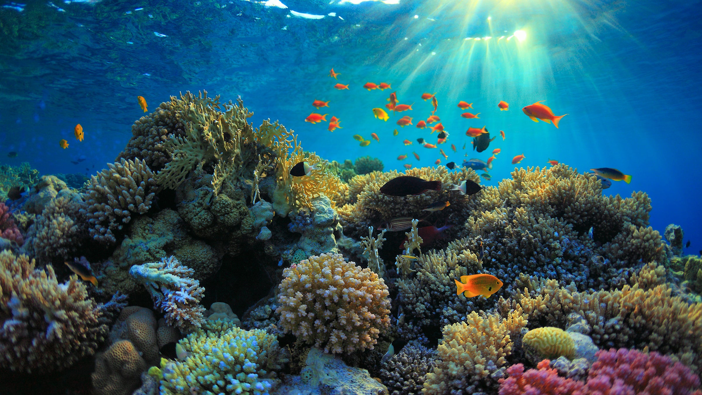 Reef-inspired manufacturing method yields strong building material Reef-inspired manufacturing method yields strong building material