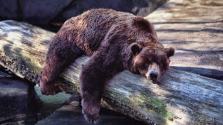 Sleeping bear
