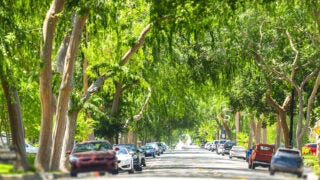 Tree-lined street