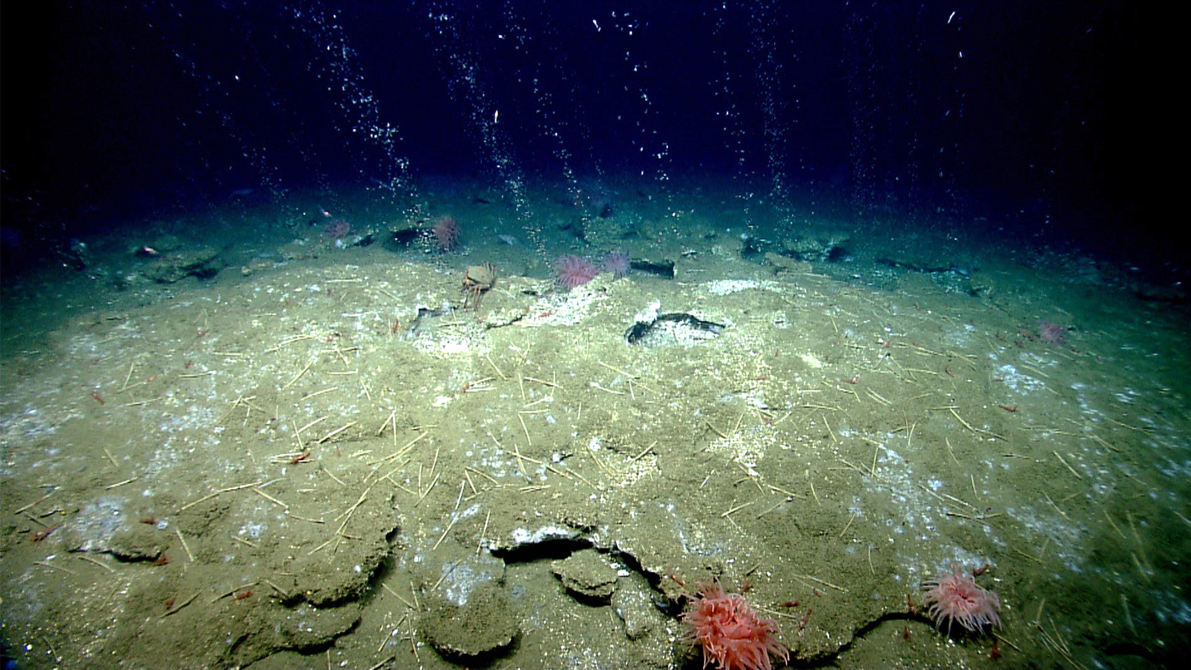 methanemicrobeselnaggarcentral