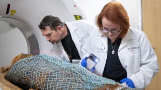 Mummies in the CT scanner